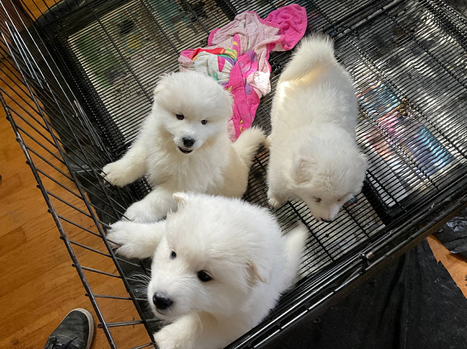 samoyed-puppies1.png