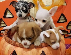 Adorable Chihuahua Puppies for sale