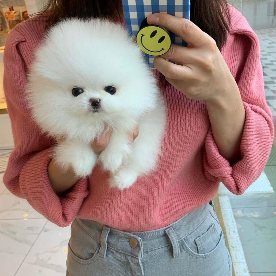 Two Friendly Teacup Pomeranian Puppies for sale