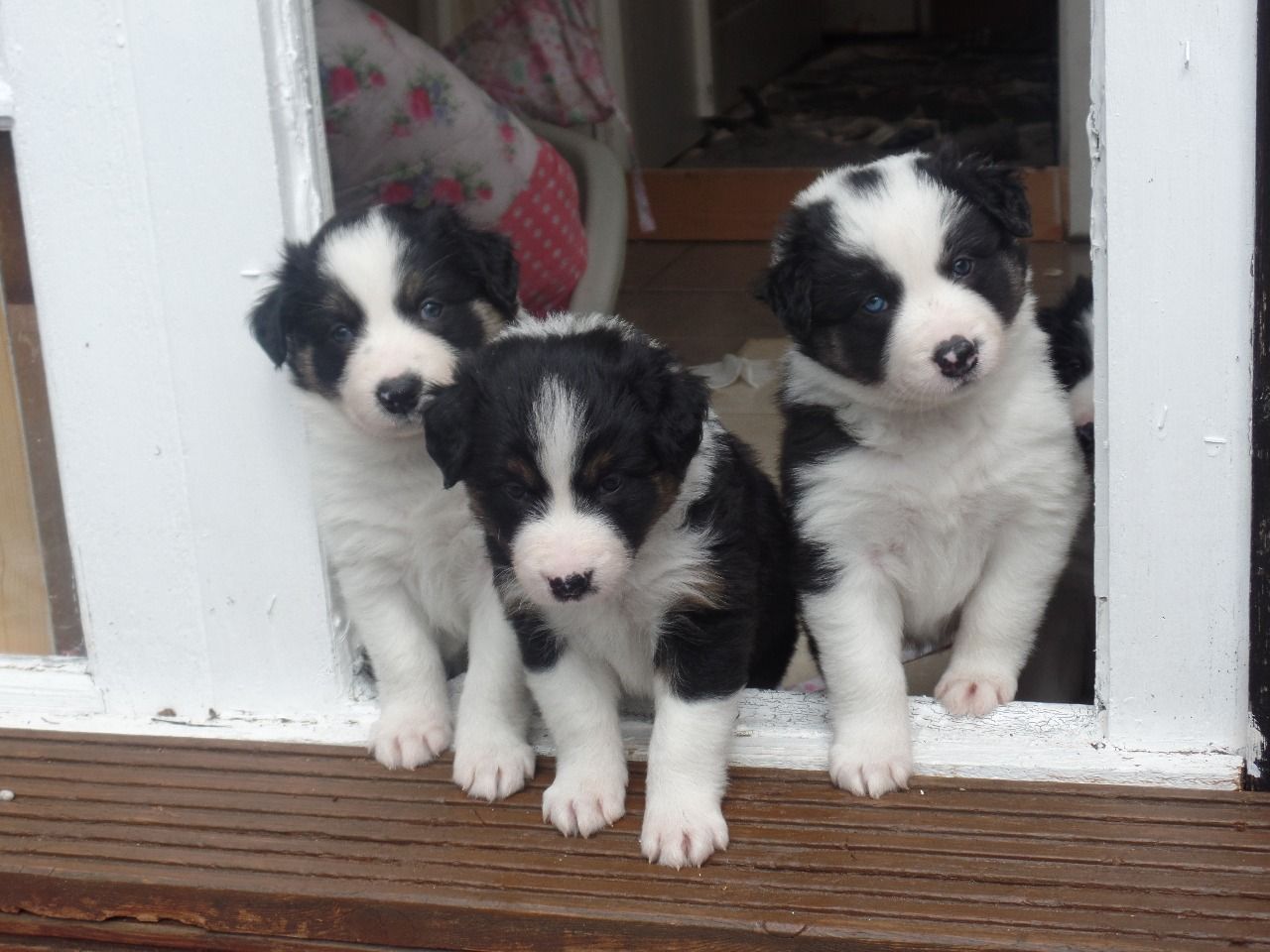 Border Collie pups for Adoption Ready