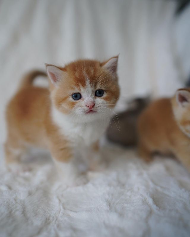 Munchkin kittens available