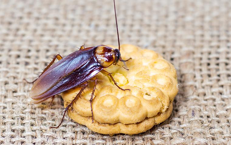 cockroach-on-a-cookie.jpg