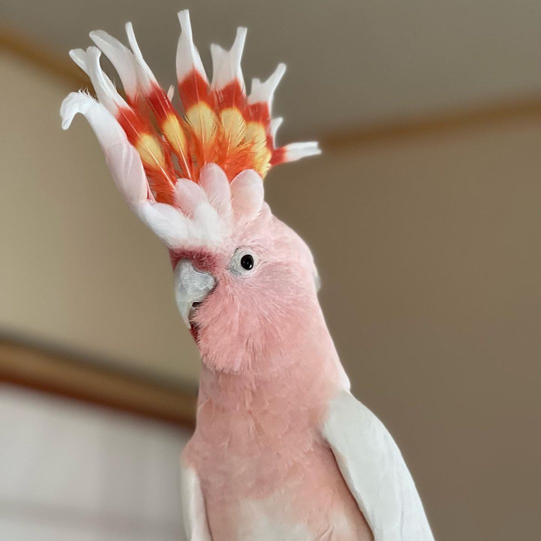 Major Mitchell’s cockatoo Available
