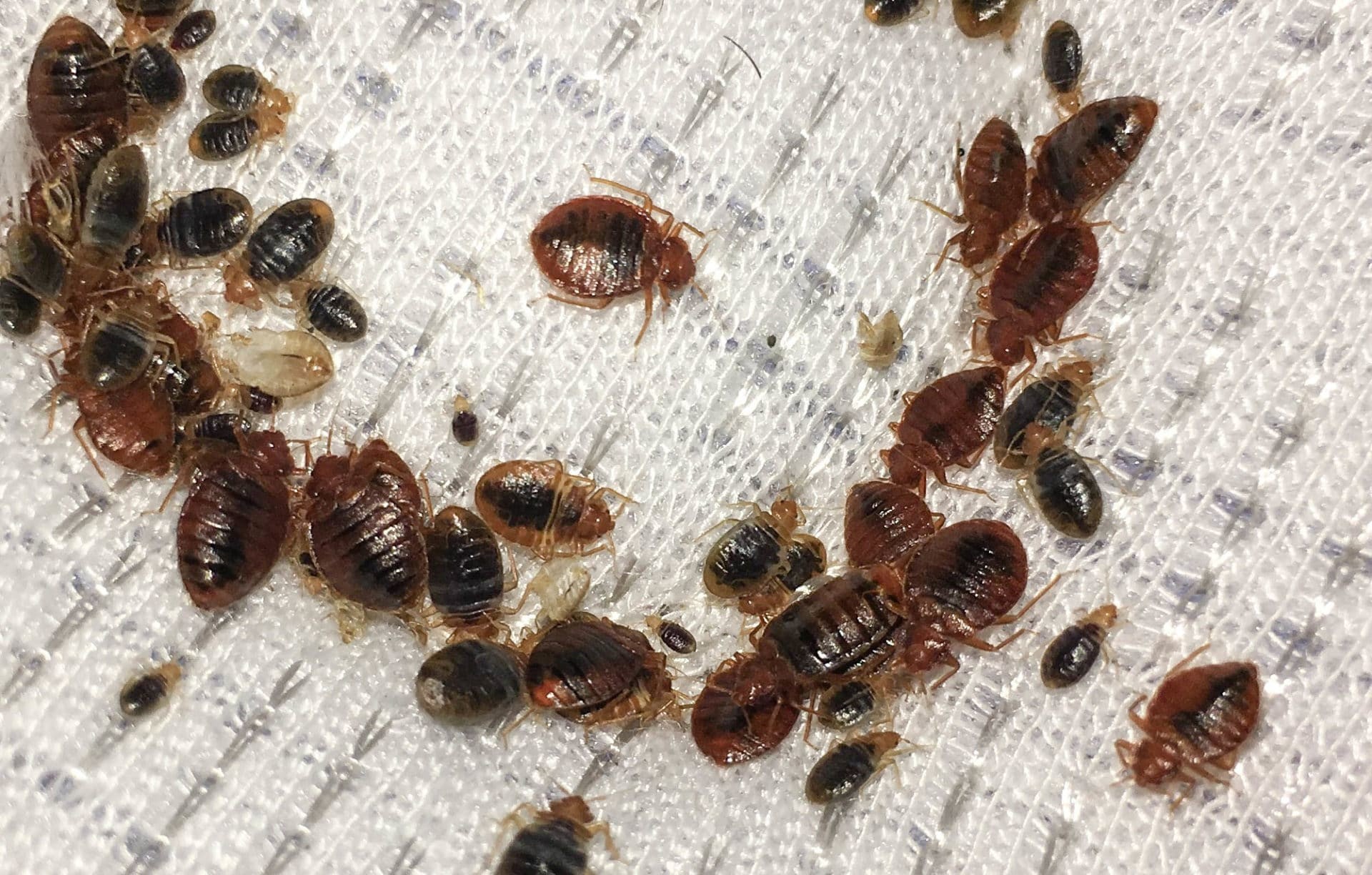 bedbugs hayat al jazeerah.jpg