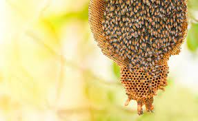 bee hives in hoom.jpg