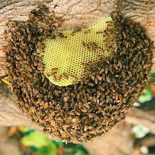 beehive removal dubai 2.jpg