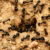 black ants gardans - Copy.jpg