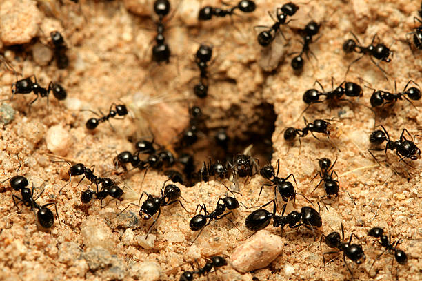 black ants gardans.jpg