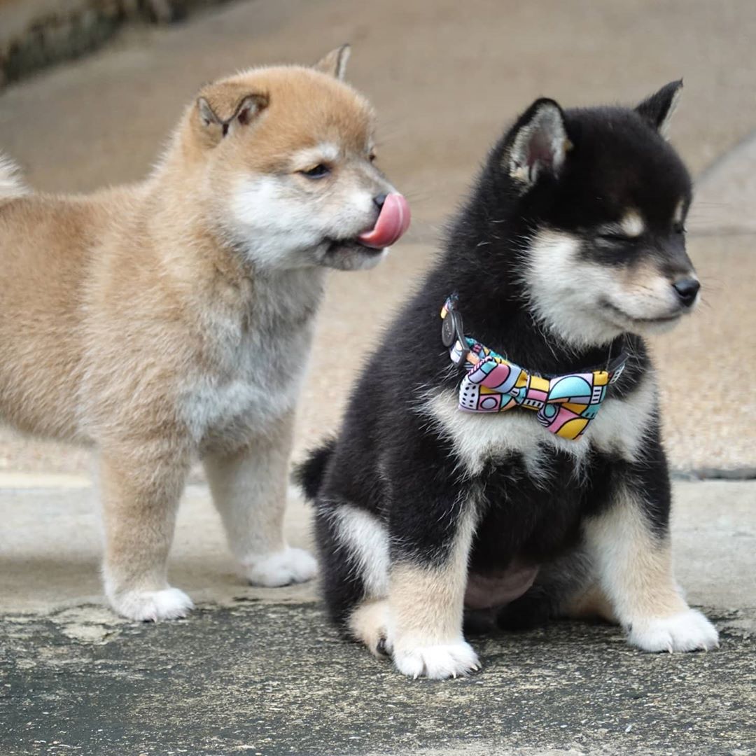 Shiba Inu Puppies for sale