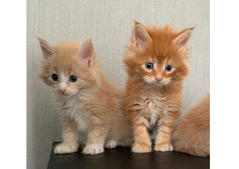 Siberian kittens looking for a good and caring home.