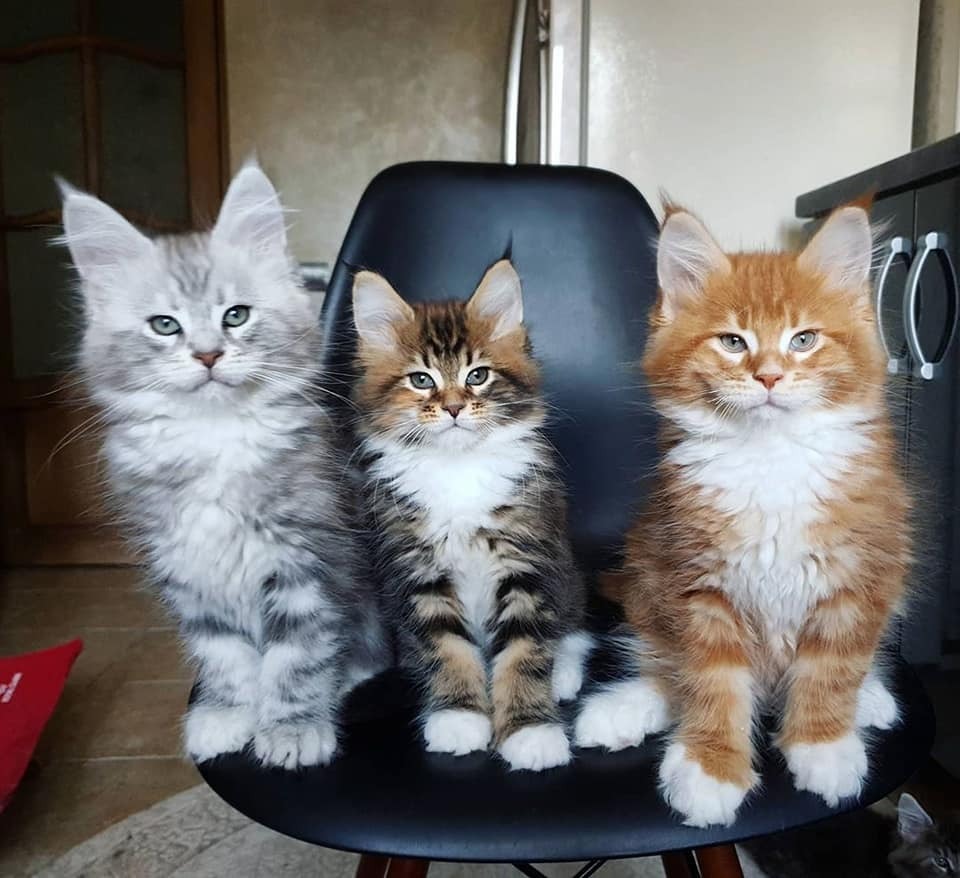 Maincoon kittens looking for a good and caring home.