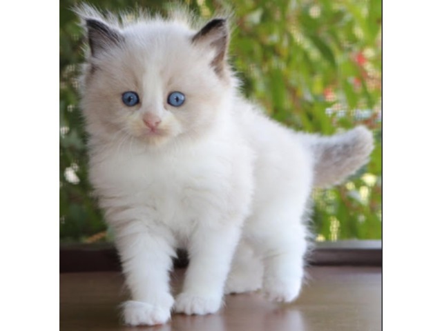 Adorable Ragdoll kittens looking for a good Home