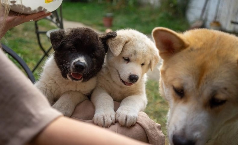Akita Inu puppies for sale.