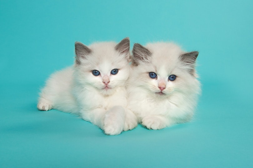 Sweet Ragdoll Kittens for sale