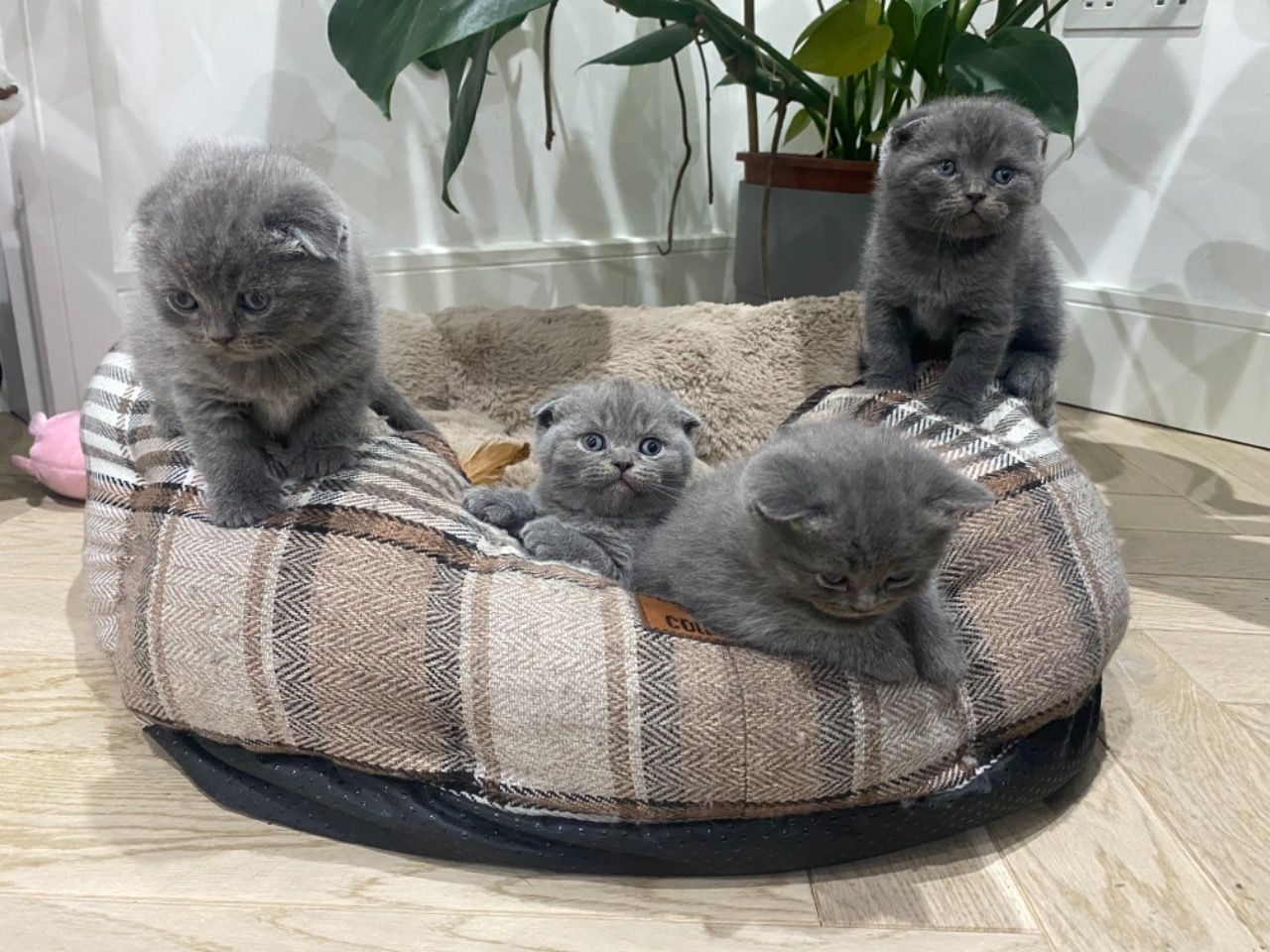 Scottish Fold Kittens1.jpg