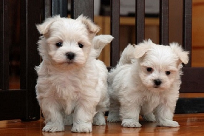 Pedigree Teacup Maltese Puppies Available