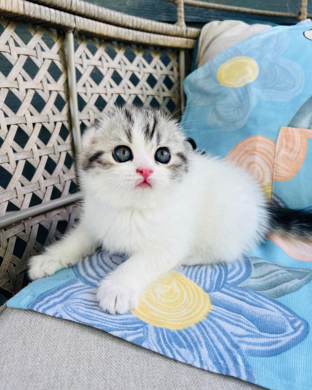 Adorable Scottish Fold Kittens for Adoption