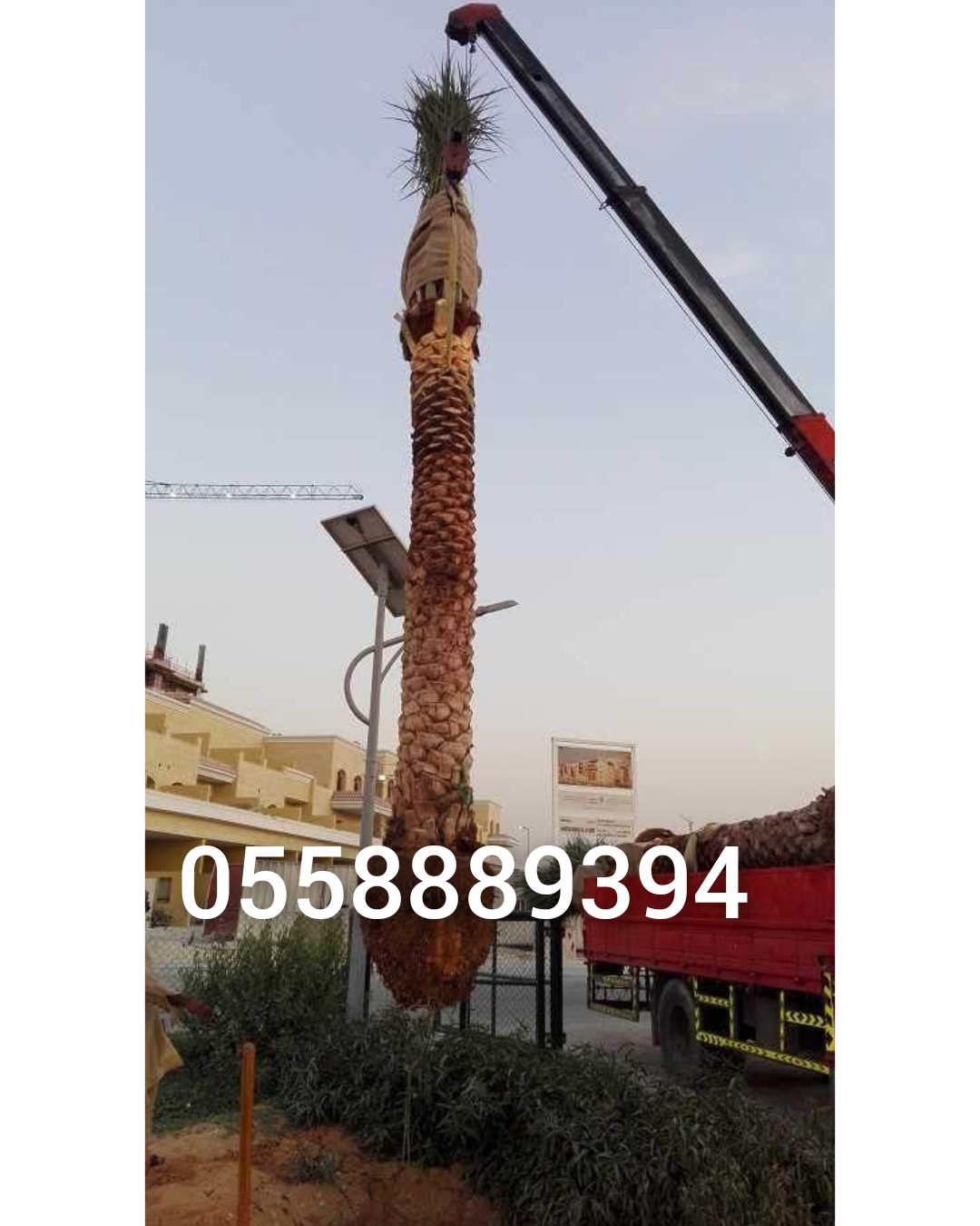 Date PALM for sale