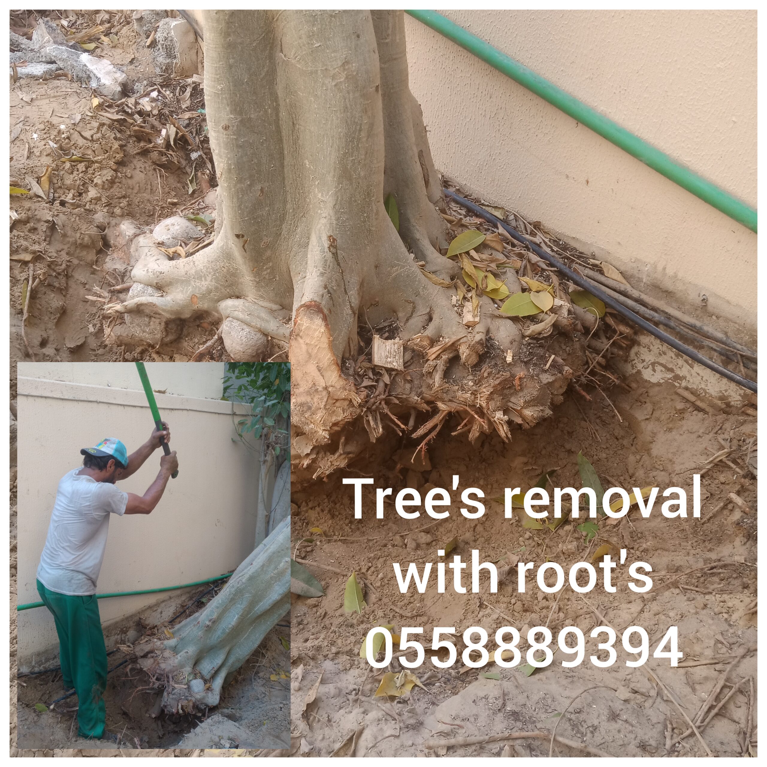 Any kind of trees we removal