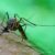 mosquito 2.jpg