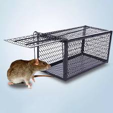 # Rat & Mouse Control – Quick & Unique Service