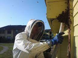 Beehive removal dubai 24.jpg