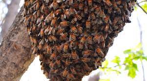 Beehives Removal in Dubai.jpg