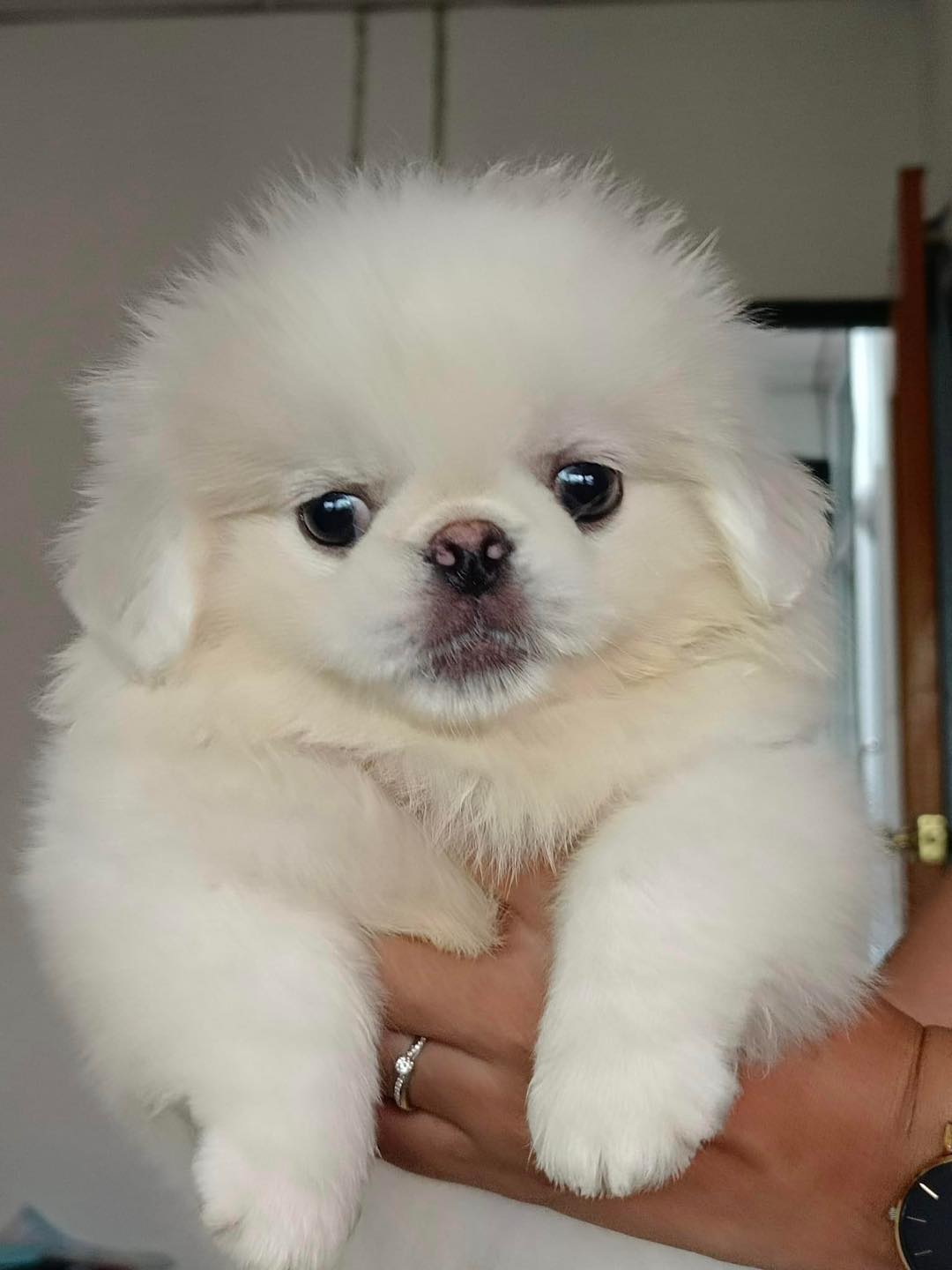 Adorable purebred Pekingese Puppies Available