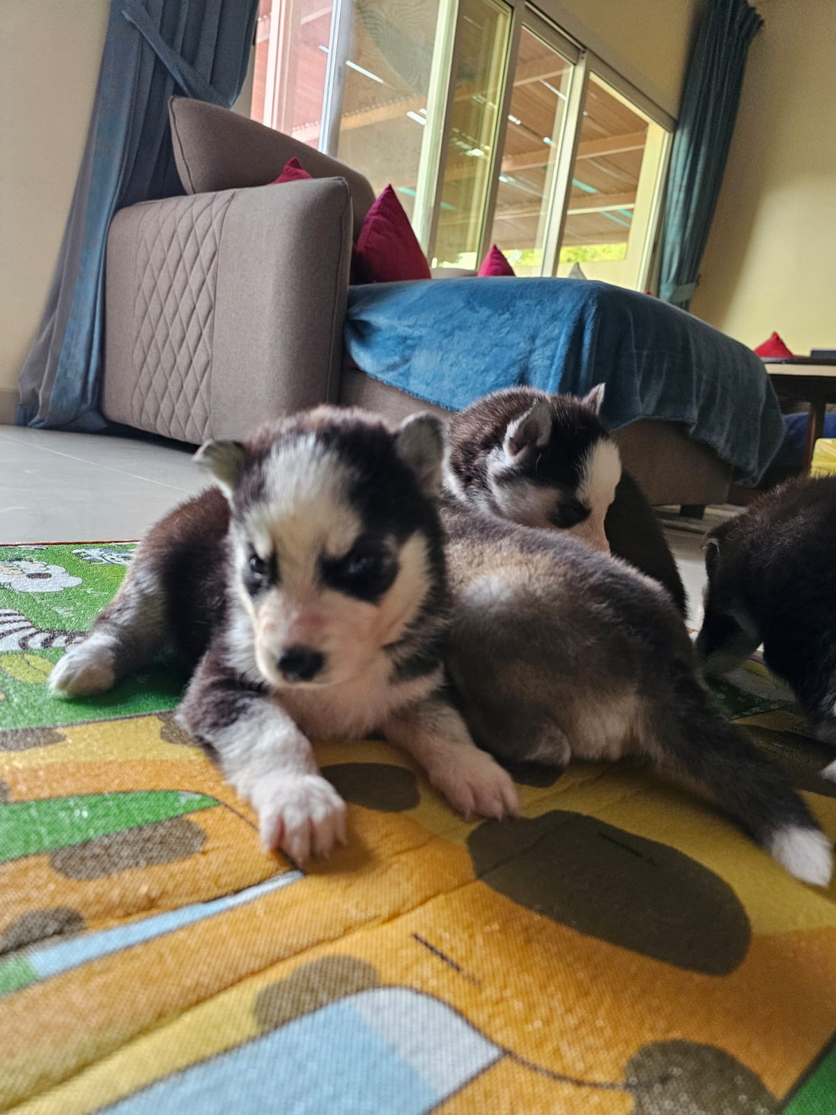 Pure  Siberian Husky puppies ( 2 male & 2 females ) , 30 days old - Image 1