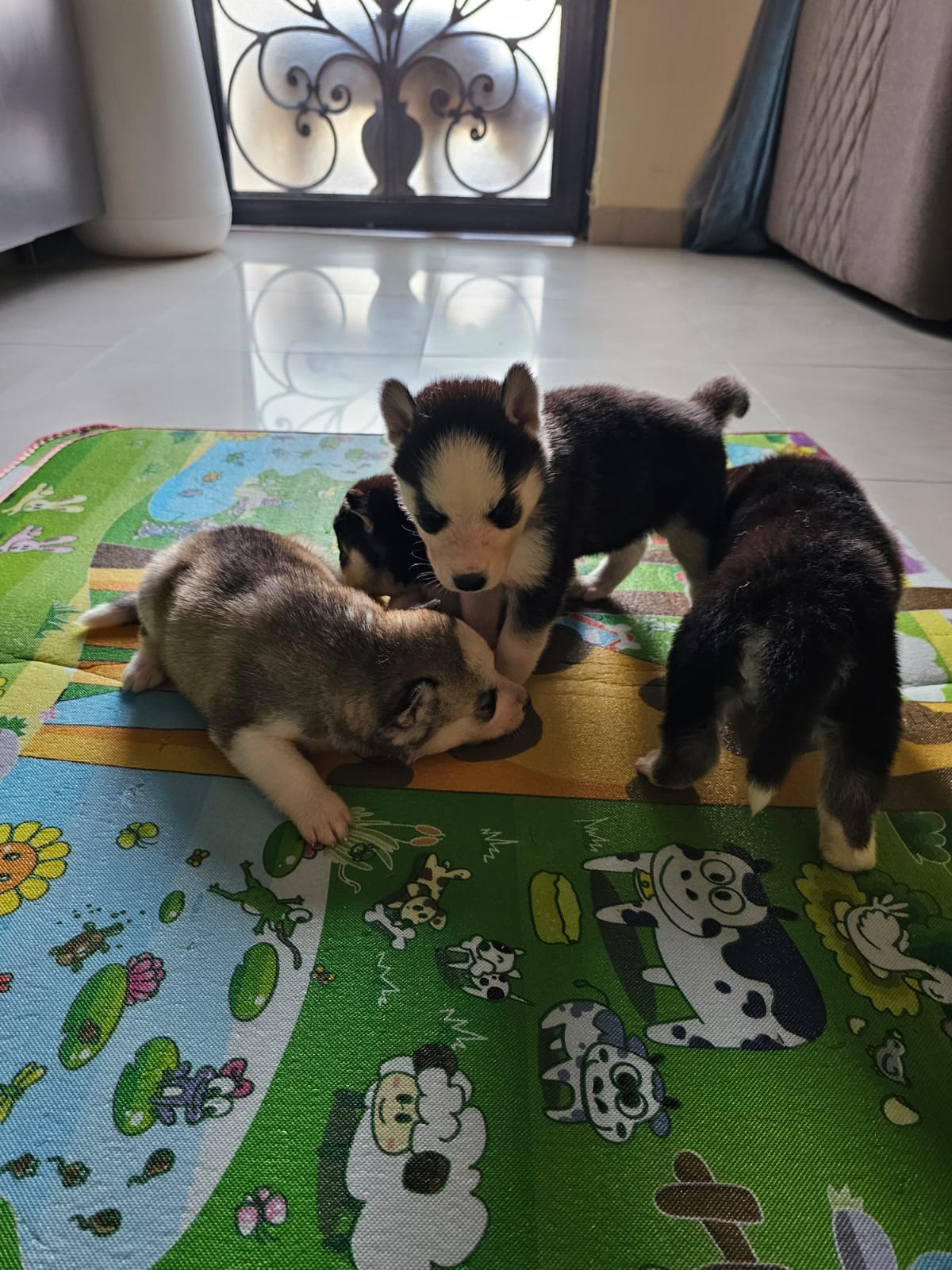 Pure  Siberian Husky puppies ( 2 male & 2 females ) , 30 days old