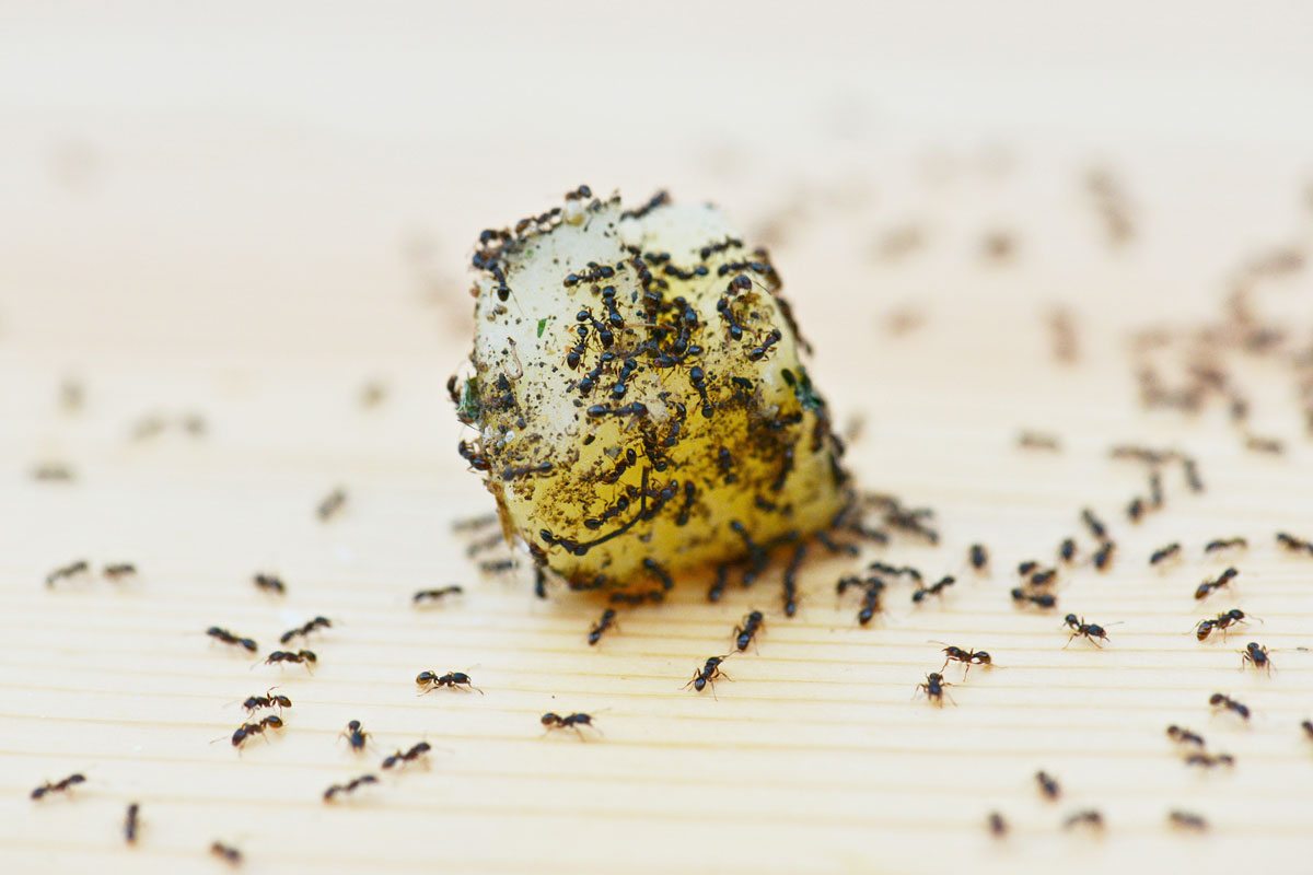 ants-swarming-food.jpg