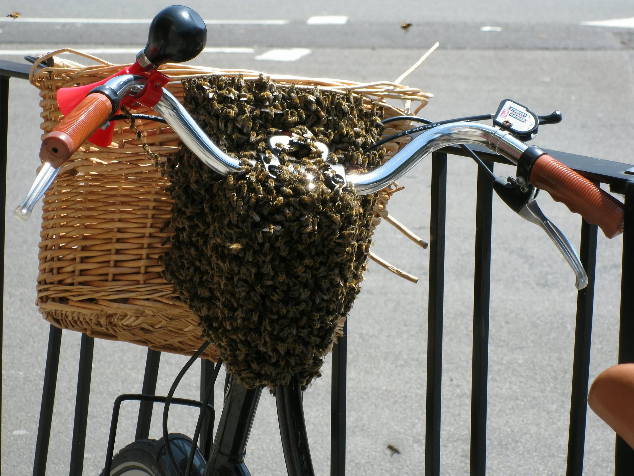 # Beehive Removal – Experts 24×7