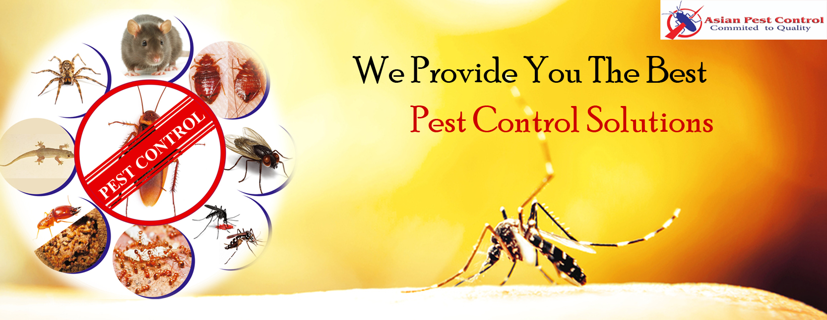 # No.1 Pest Control – Discount Up to 25%
