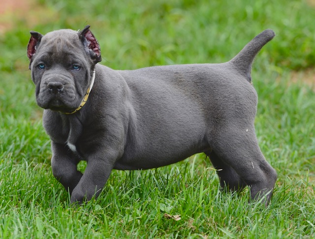 Cane Corso Puppies For.f.jpg