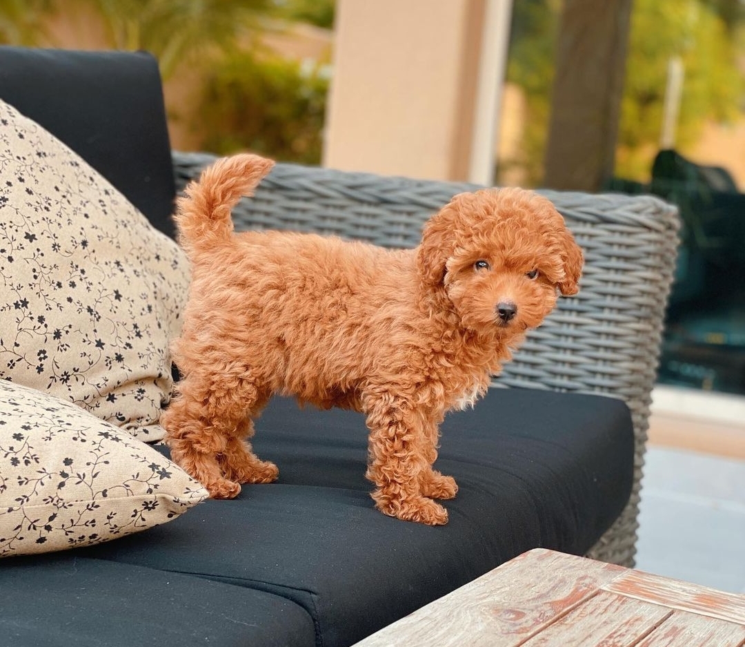 Pure breed Toy Poodle puppies for sale