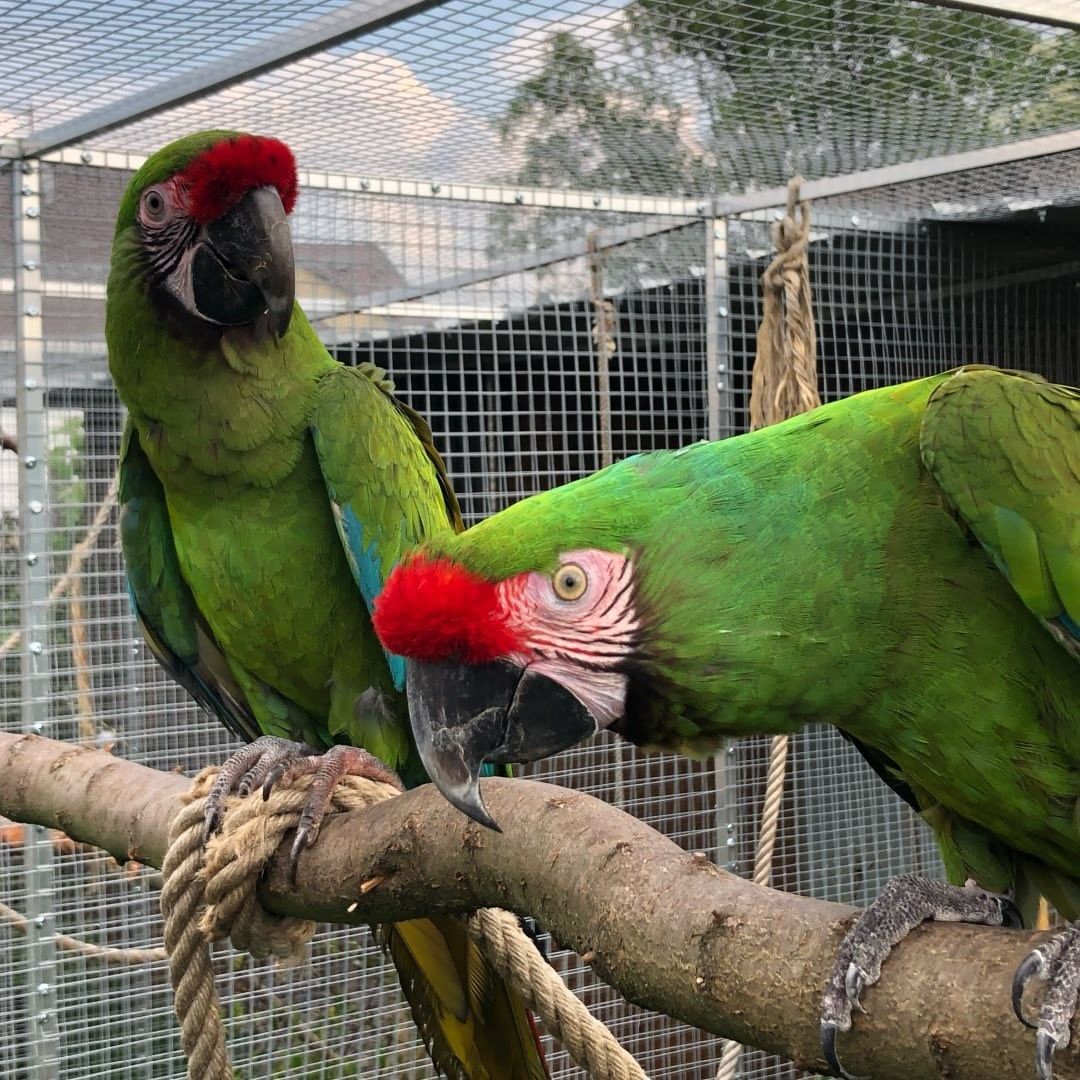Pair Of Military Macaw Parrots For Sale