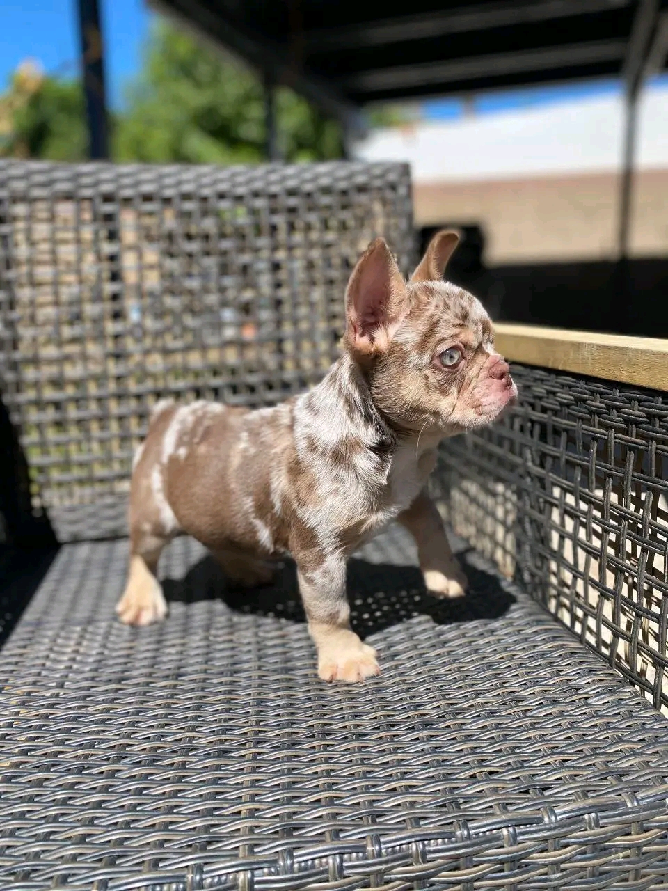 Chocolate Friendly Female Frenchie For Sale