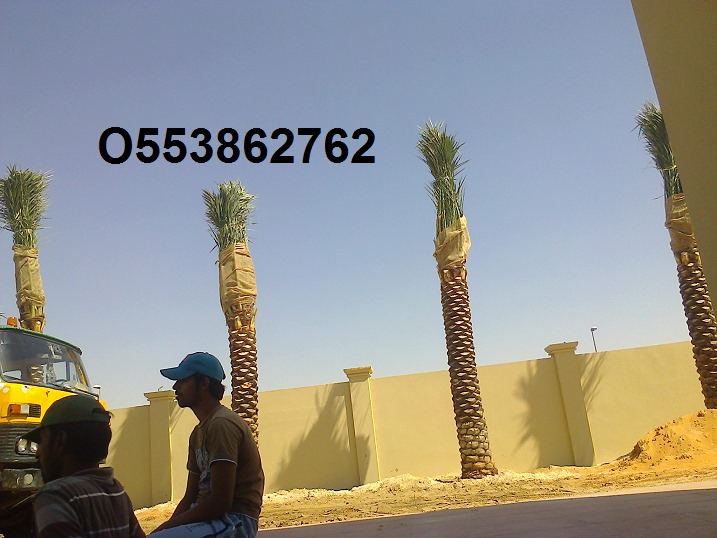 DATE PALM DELIVERY ALL OVER UAE, PLANTING, REMOVAL AND DISPOSAL