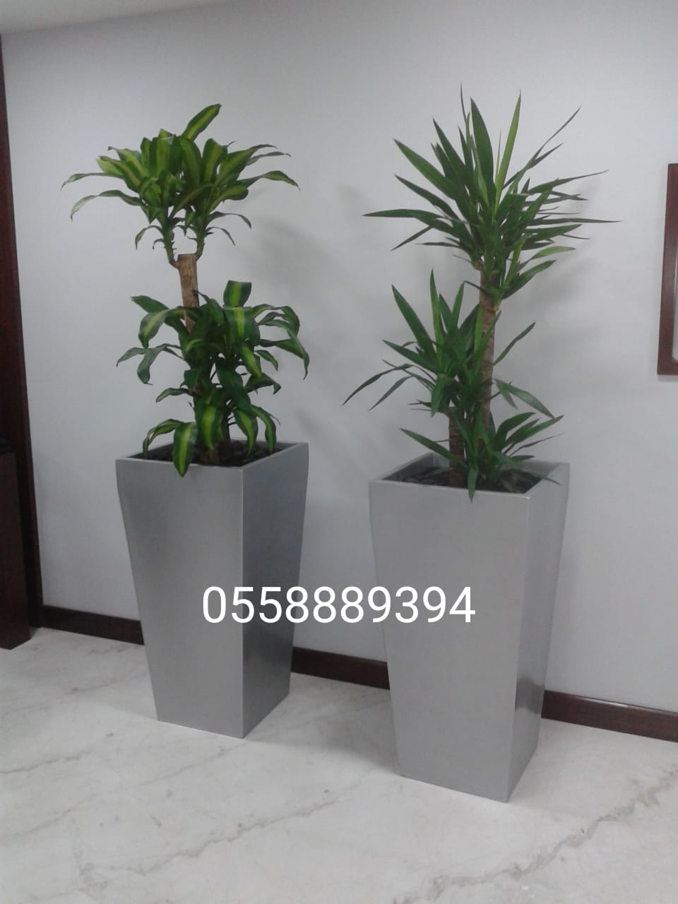Office indoor plants and pots