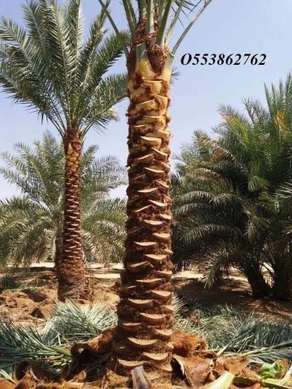Date Palm tree delivery and planting
