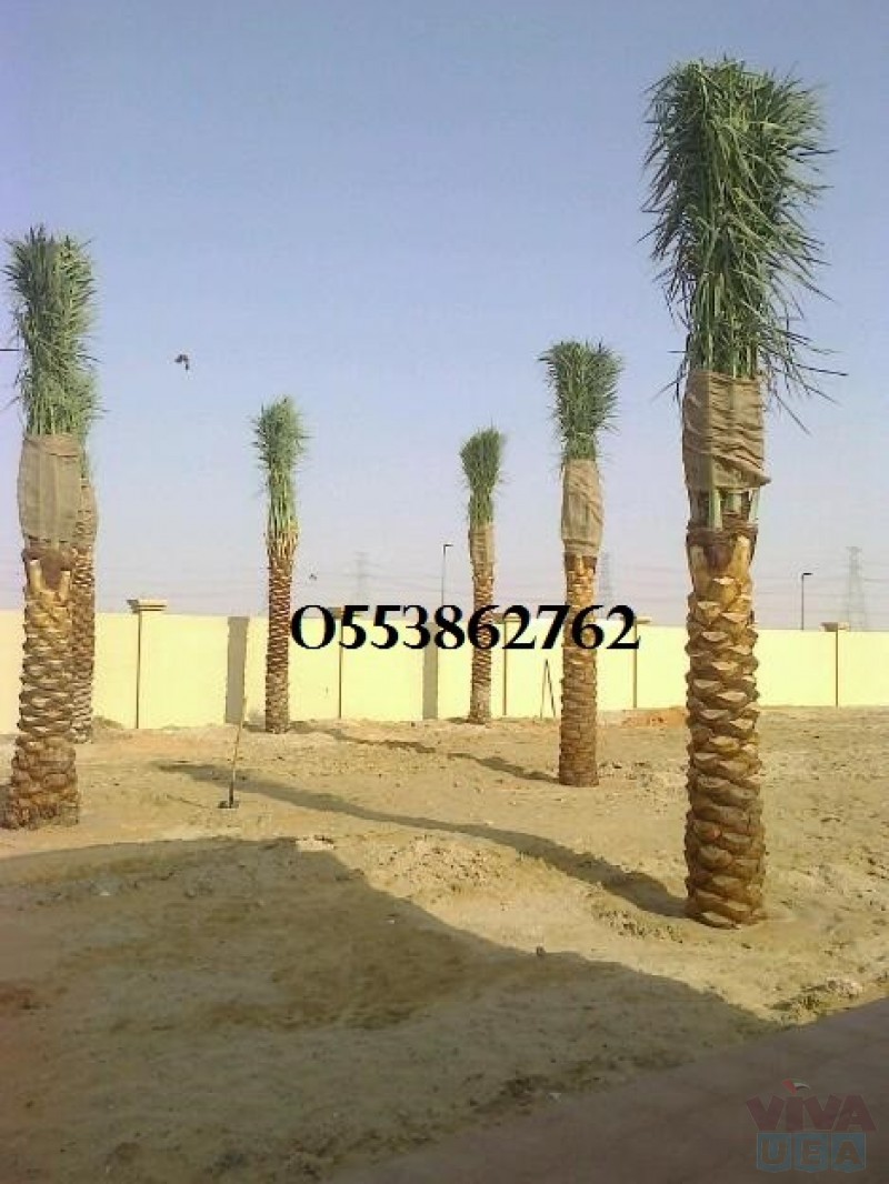 159665_date-palm-trees-for-sale-with-home-delivery-and-installation-0561513145553281a1bea59091f676_thb.jpg