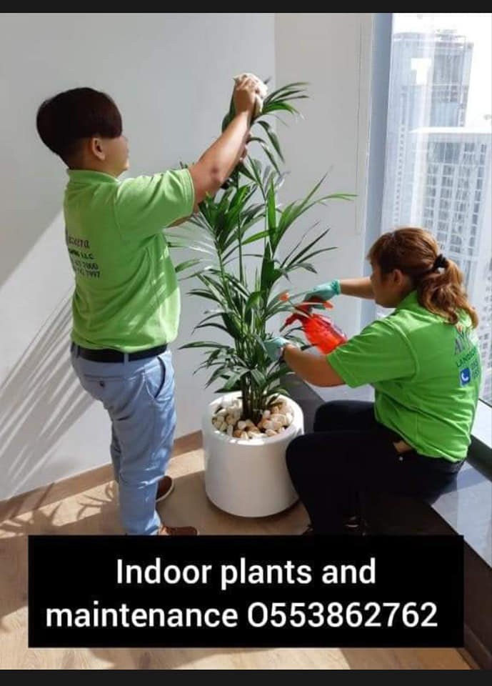 OFFICE INDOOR PLANTS AND POTS
