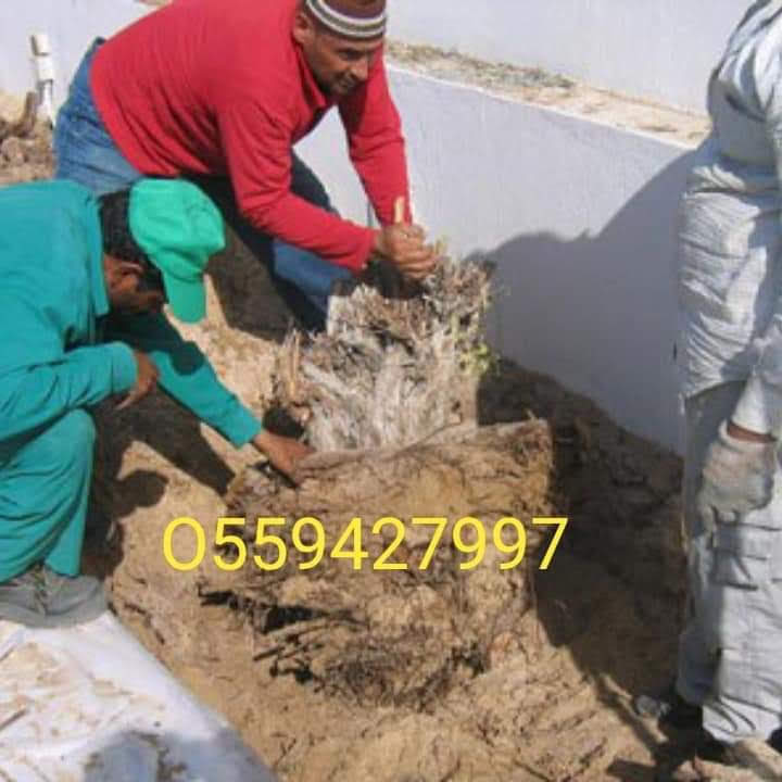 TREE CUTTING AND DISPOSAL SERVICE DUBAI
