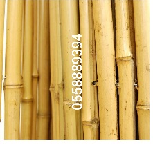 Thicker bamboo 2.jpg