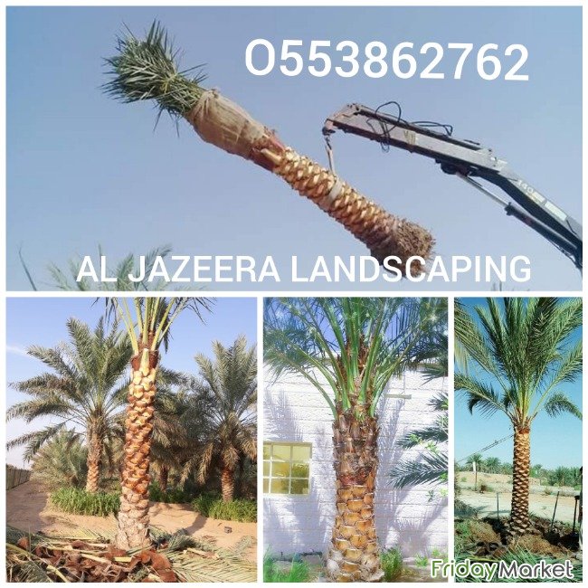 date-palm-delivery-and-planting-lg_5c0b34302c6b7.jpg