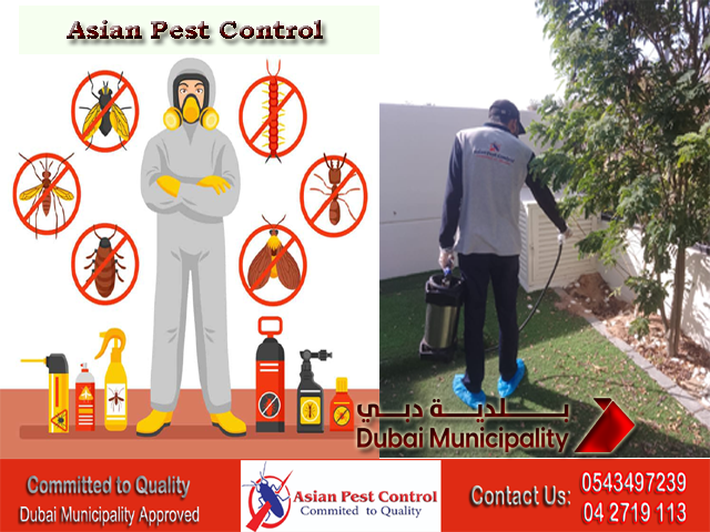 # Best Prices N Quality Ants Control – 25% Pest Disc.